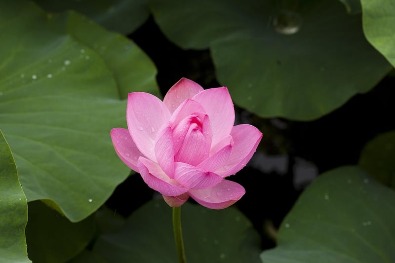 Meditation